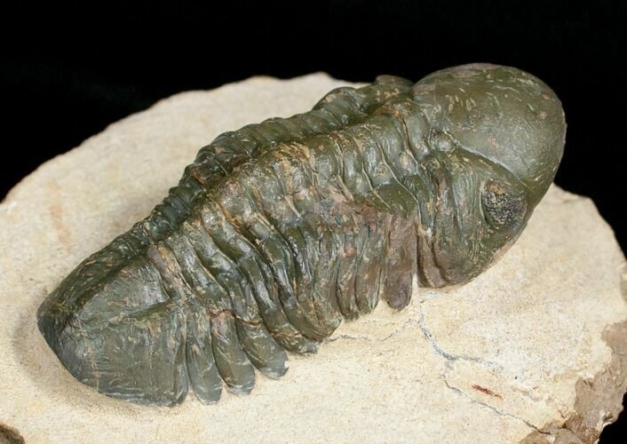 Prone Reedops Trilobite #4929